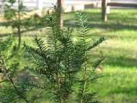Torreya Pine